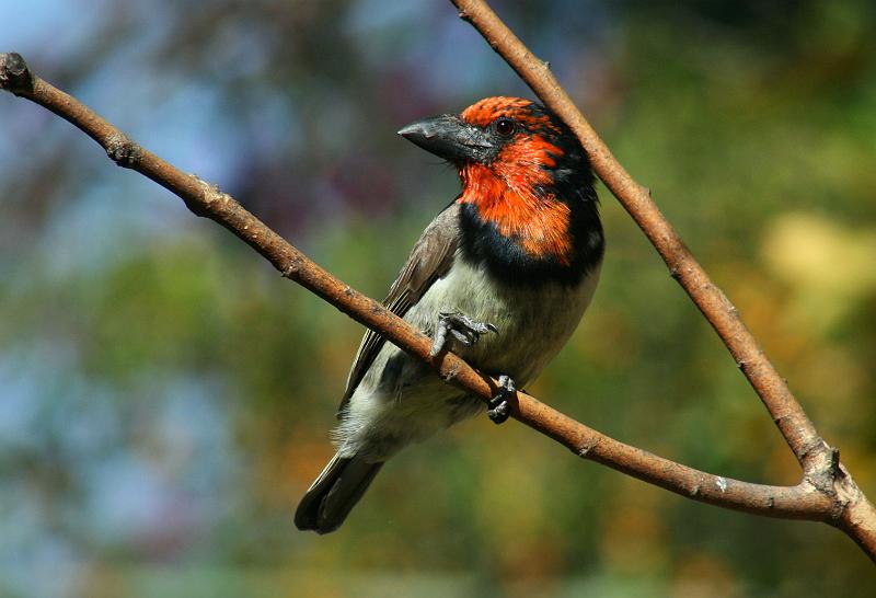 frieda 052.JPG - Ek is baas op die plaas...